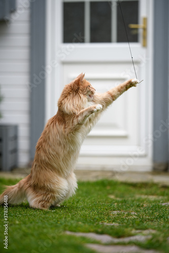 Ginger Maine Coon. A Maine Coon female cat outside in the garden looking at something in the distance.