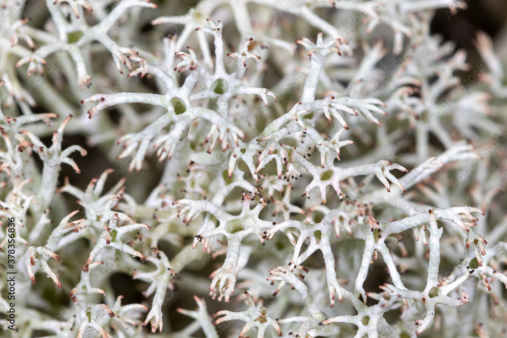 A close-up view of the Cladonia rangiferina, also known as reindeer lichen A close-up view of the Cladonia rangiferina, also known as reindeer lichen
