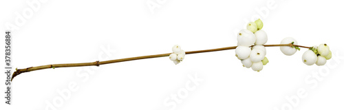 Closeup of snowberries (Sym...