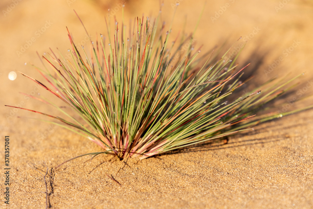 Fototapeta premium The grey hair-grass (Corynephorus canescens) on the sand