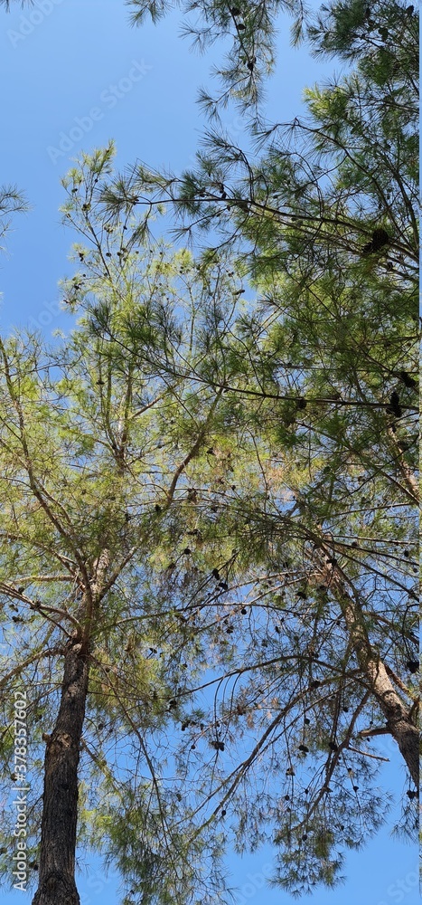 Fototapeta premium pine tree branches
