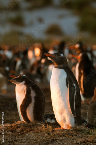 Gentoo Penguins  Falkland Islands