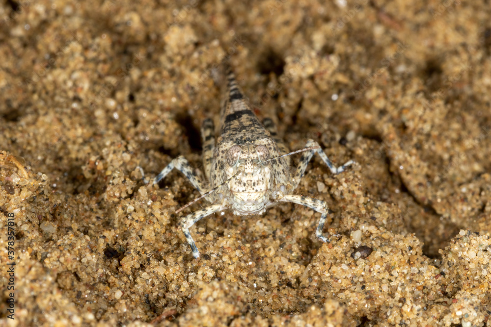 Macro portrait of the grasshoppers Sphingonotus caerulans on sand, Special Reserve 