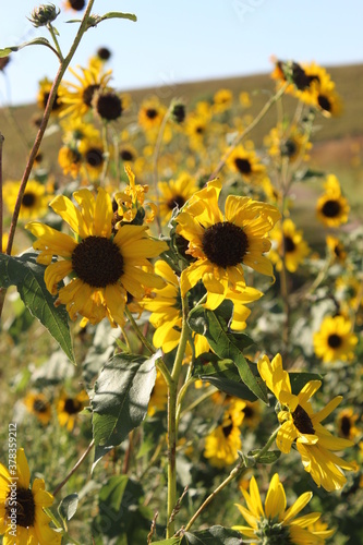 Field of wild sunflowers in Kansas in late summer