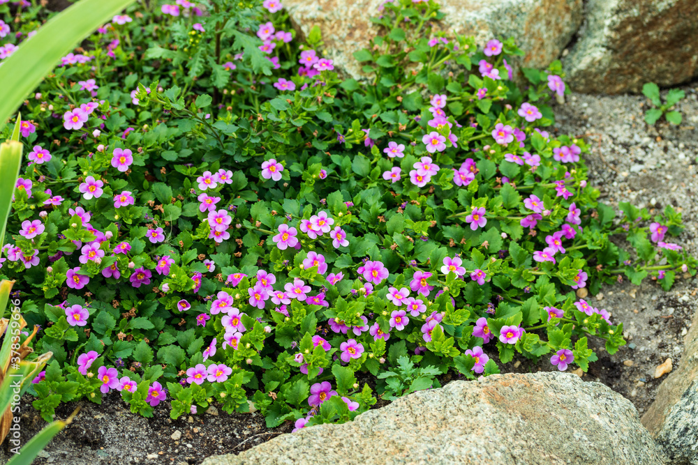 Naklejka premium Beautiful flowers with pink petals grow in the track among the stones.