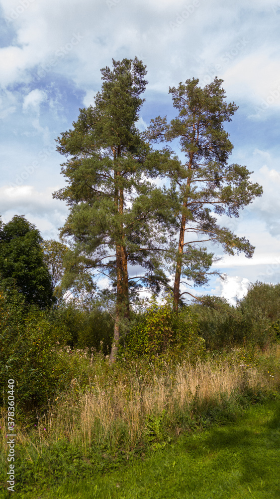 In a forest glade, among deciduous bushes and wild grass, three tall pines grow under a blue sky with clouds.