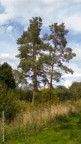In a forest glade  among deciduous bushes and wild grass  three tall pines grow under a blue sky with clouds.