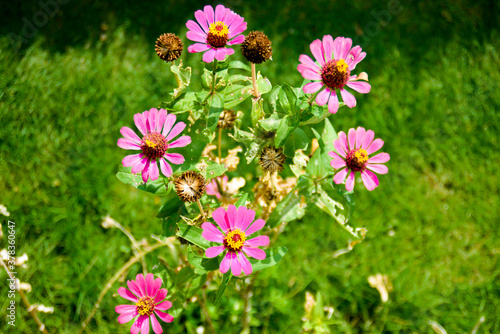 fPink flowers in the garden photo