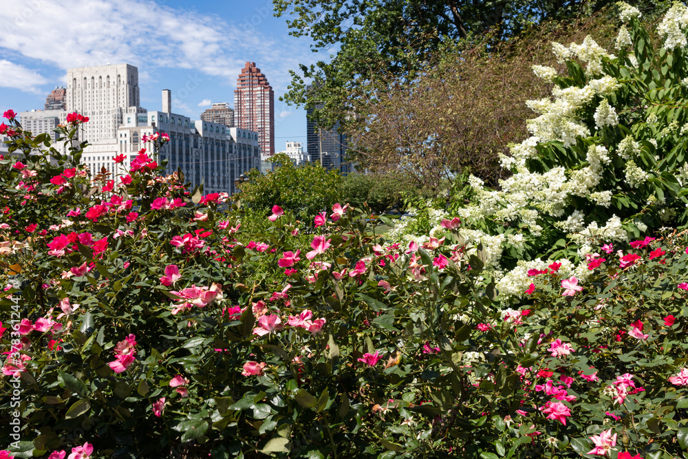 Colorful Flowers on Roosevelt Island during the Summer with a view of Manhattan Skyscrapers in the background Colorful Flowers on Roosevelt Island during the Summer with a view of Manhattan Skyscrapers in the background