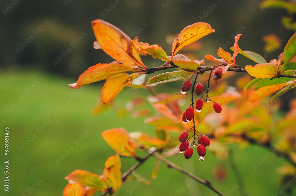 raindrops on barberry berries raindrops on barberry berries