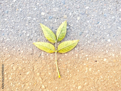 leaf on the ground