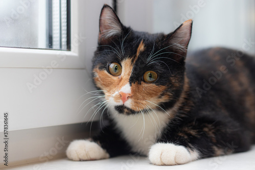 Beautiful colored cat sitting on a windowsill and looking to the window. Article about Pets. Article about animal classes . © alenka2194