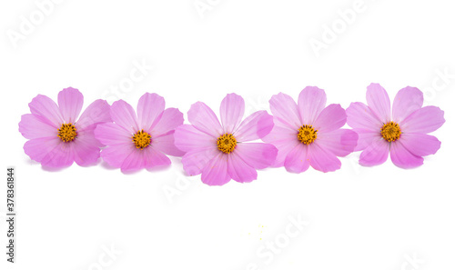 pink cosmos flower isolated © ksena32