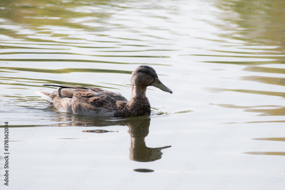 Duck swimming in the blue lake Duck swimming in the blue lake
