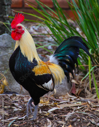 Beautiful multi coloured rooster with bright vivid colours © Elias Bitar