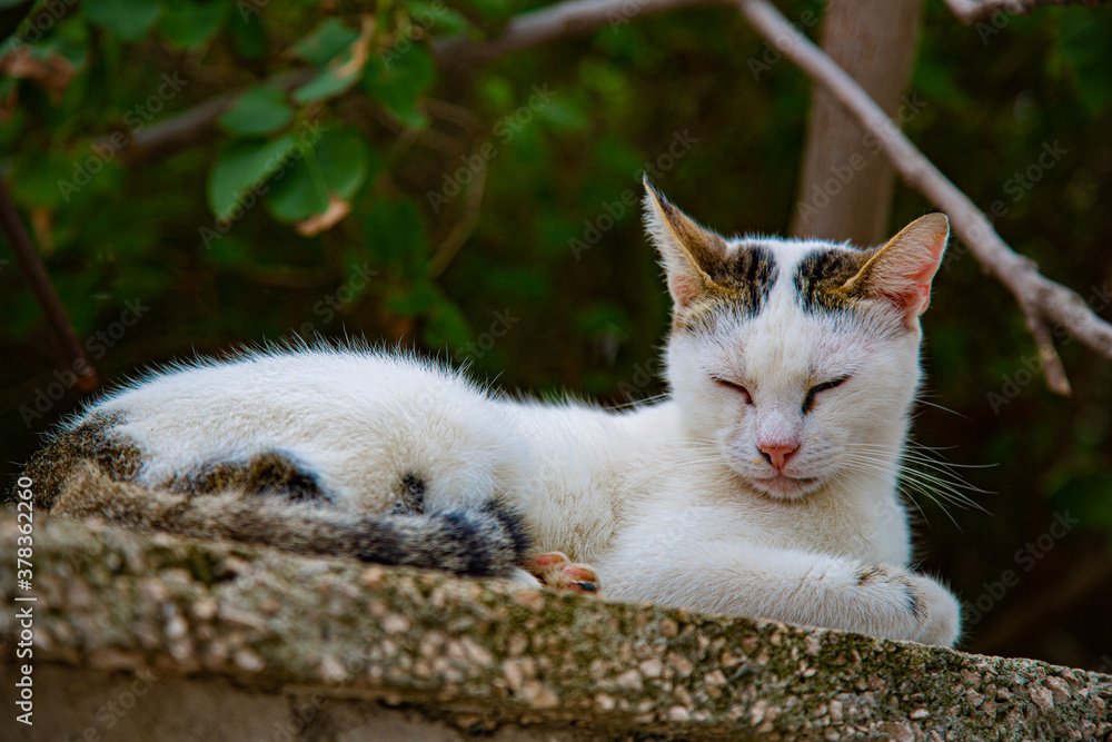 Obraz premium Gato blanco con manchas y con ojos cerrados acostado sobre piedra