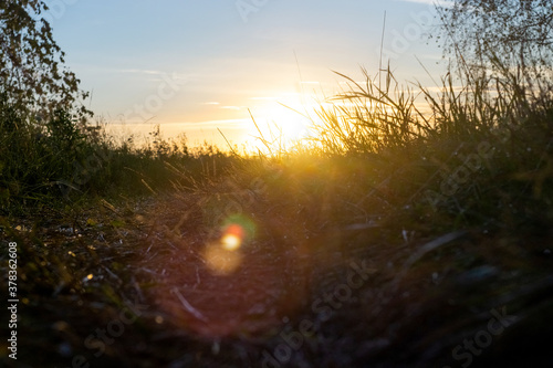 sunrise in the field