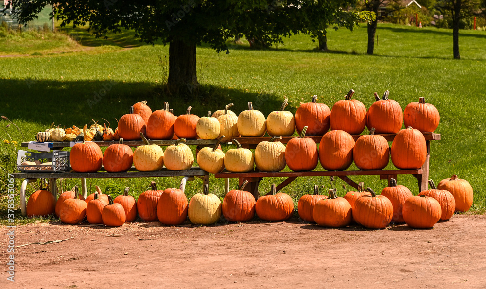 Pumpkins, outside in rows,  New York State.