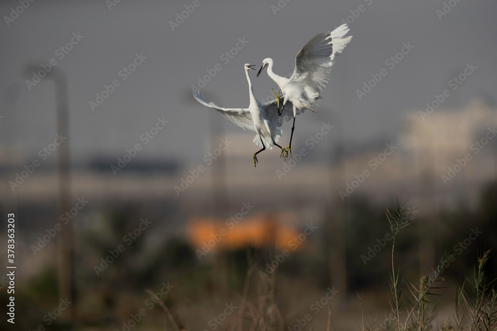 Intermediate Egrets fight in air at Asker Marsh, Bahrain Intermediate Egrets fight in air at Asker Marsh, Bahrain
