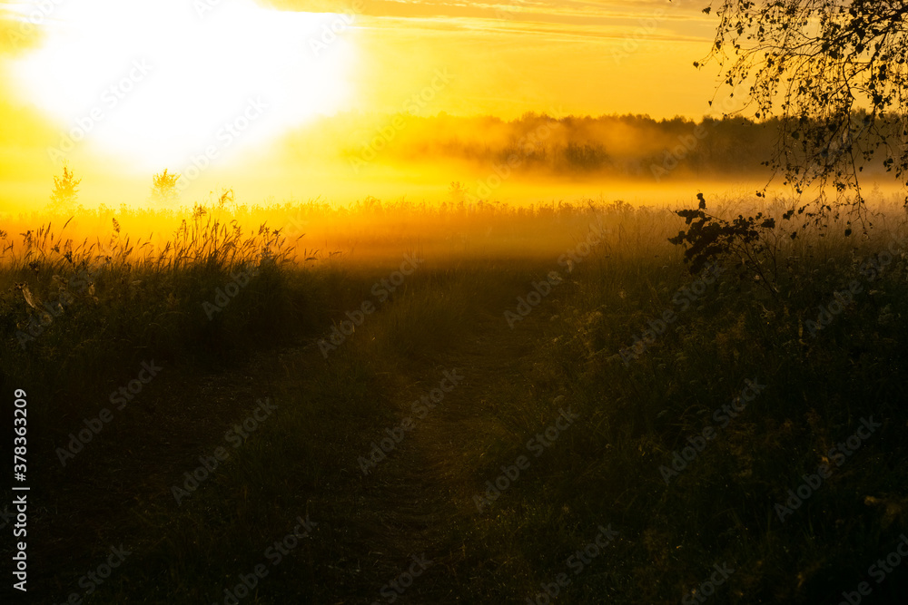 bright dawn in a foggy field and forest at the height of summer