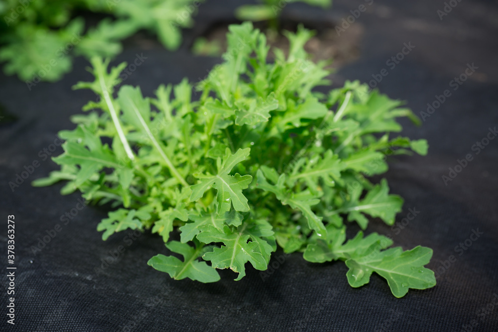 fresh arugula grows in the ground on black agrofibre fresh arugula grows in the ground on black agrofibre