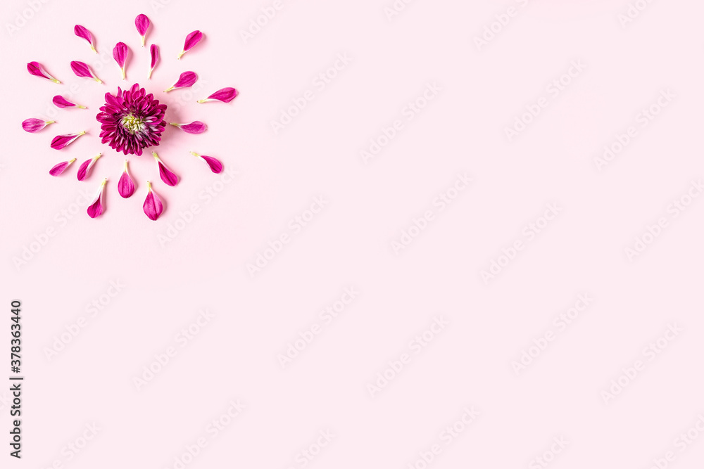 pink chrysanthemum on a pink background with a space for text. layout of pink and green petals on a pink background with space for text. concept of women's holiday, spring holiday, Valentine's day