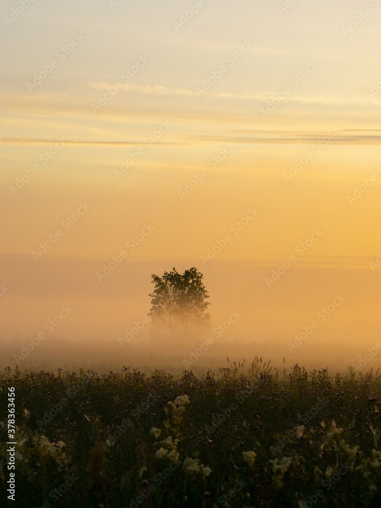 bright dawn in a foggy field and forest at the height of summer