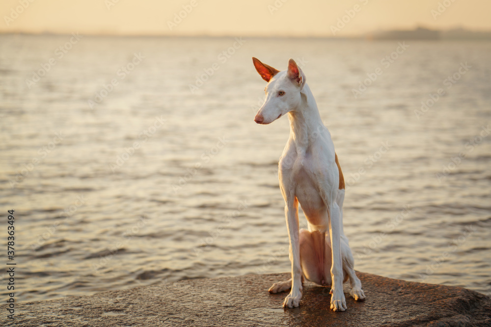 dog at sunset by the sea. Ibizan greyhound in nature