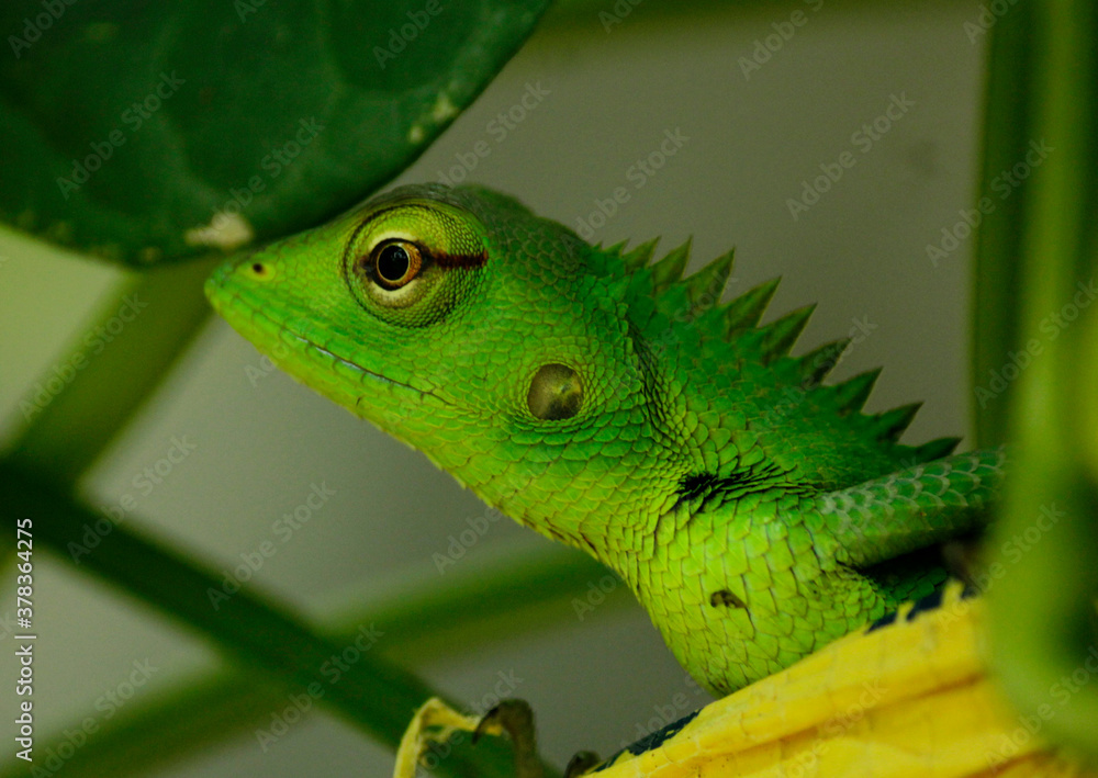 Fototapeta premium green lizard on a leaf