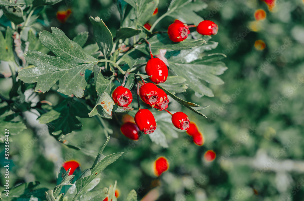 Red ripe berries of hawthorn branches with dark green leaves.