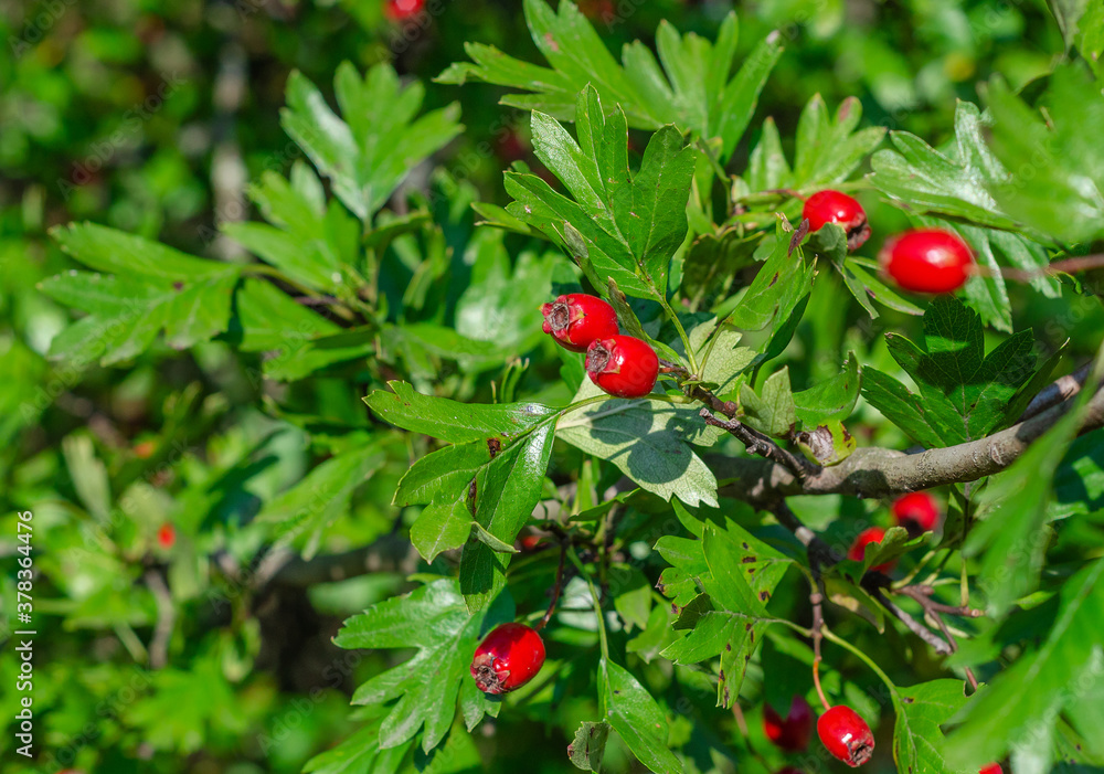Red ripe berries of hawthorn branches with dark green leaves.