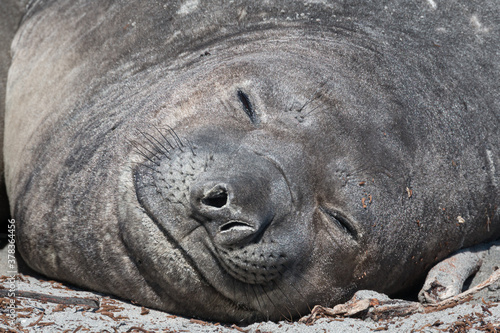 Resting Elephant Seals, Falkland Islands