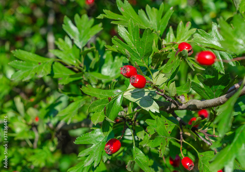 Red ripe berries of hawthorn branches with dark green leaves.