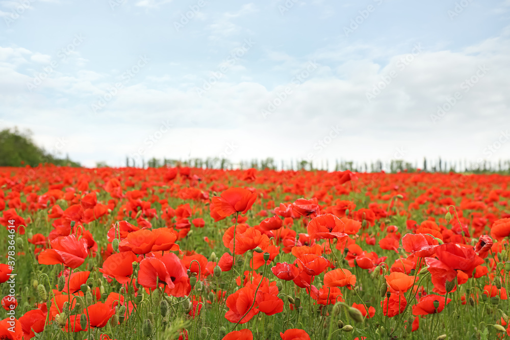 Beautiful red poppy flowers growing in field