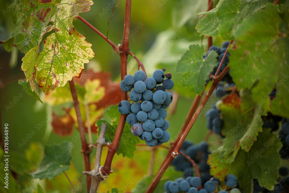 grapes ripe black in a vineyard i autumn season