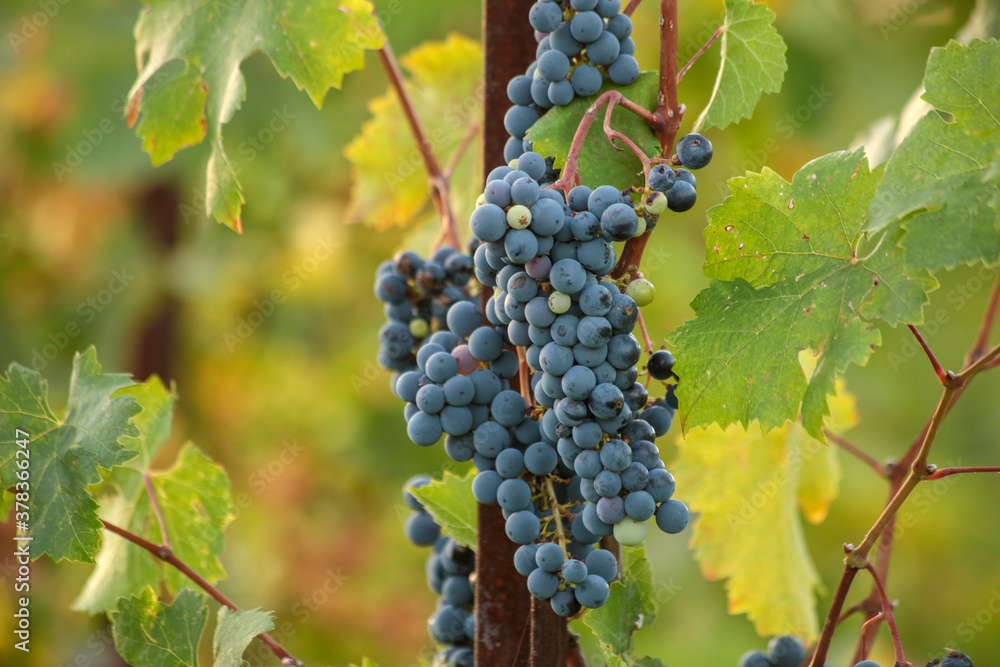 grapes ripe black in a vineyard i autumn season