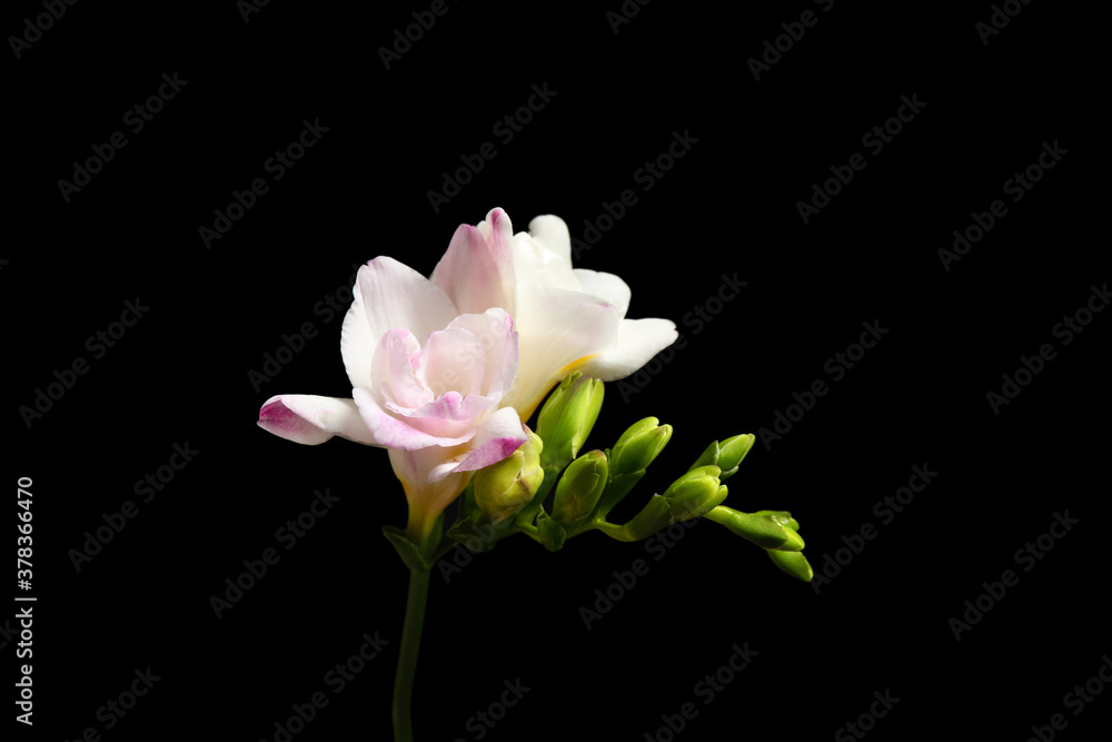 Beautiful tender freesia flower on black background Beautiful tender freesia flower on black background