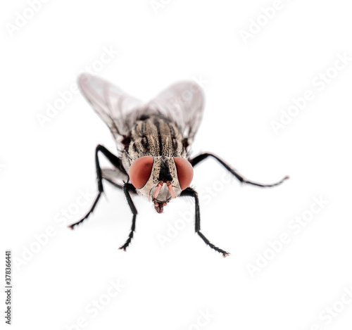 A macro shot of fly isolated on white background