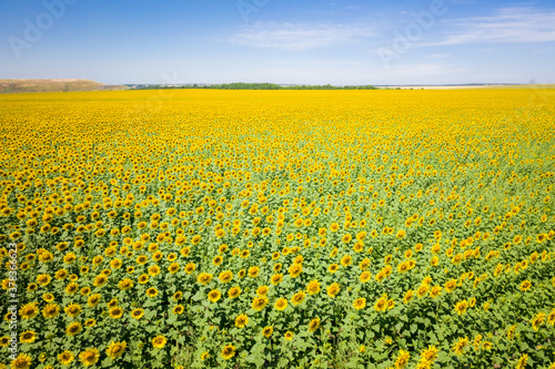 Sunflowers field on a sunny day. © Alexey Oblov