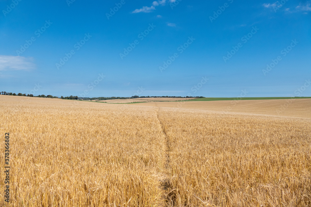 Ripening Wheatfield with a footpath running through the middle. Ripening Wheatfield with a footpath running through the middle.