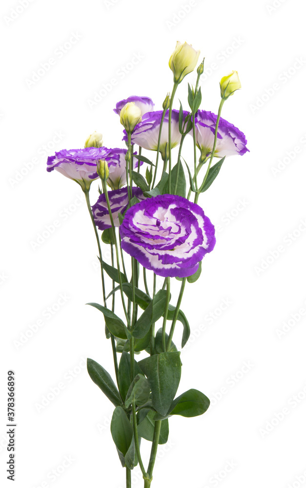 beautiful eustoma isolated beautiful eustoma isolated