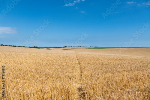 Ripening Wheatfield with a footpath running through the middle.