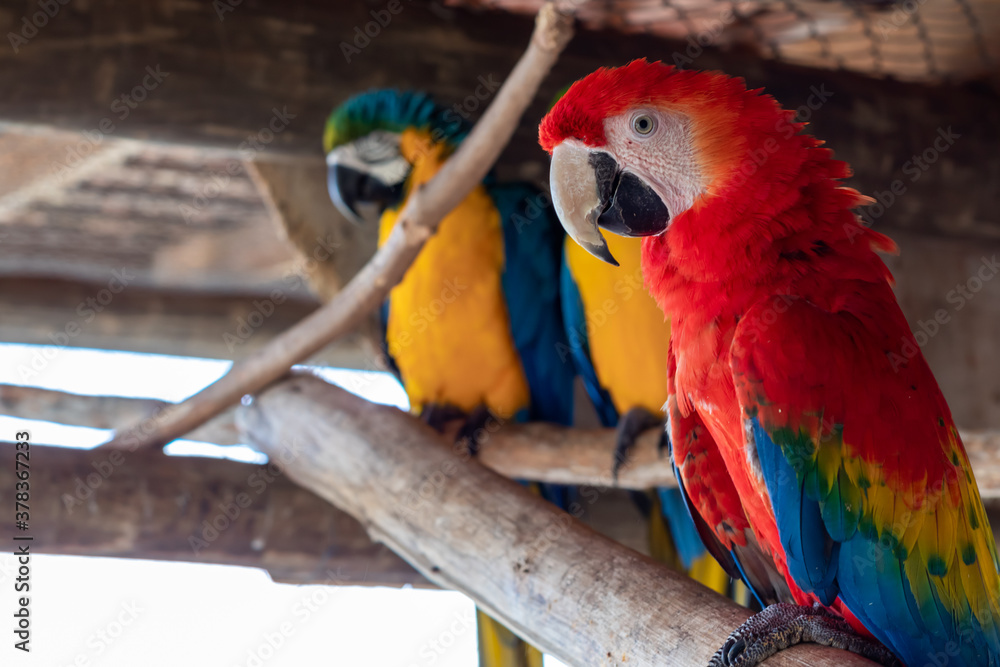 red macaw with a yellow macaw couple in the background