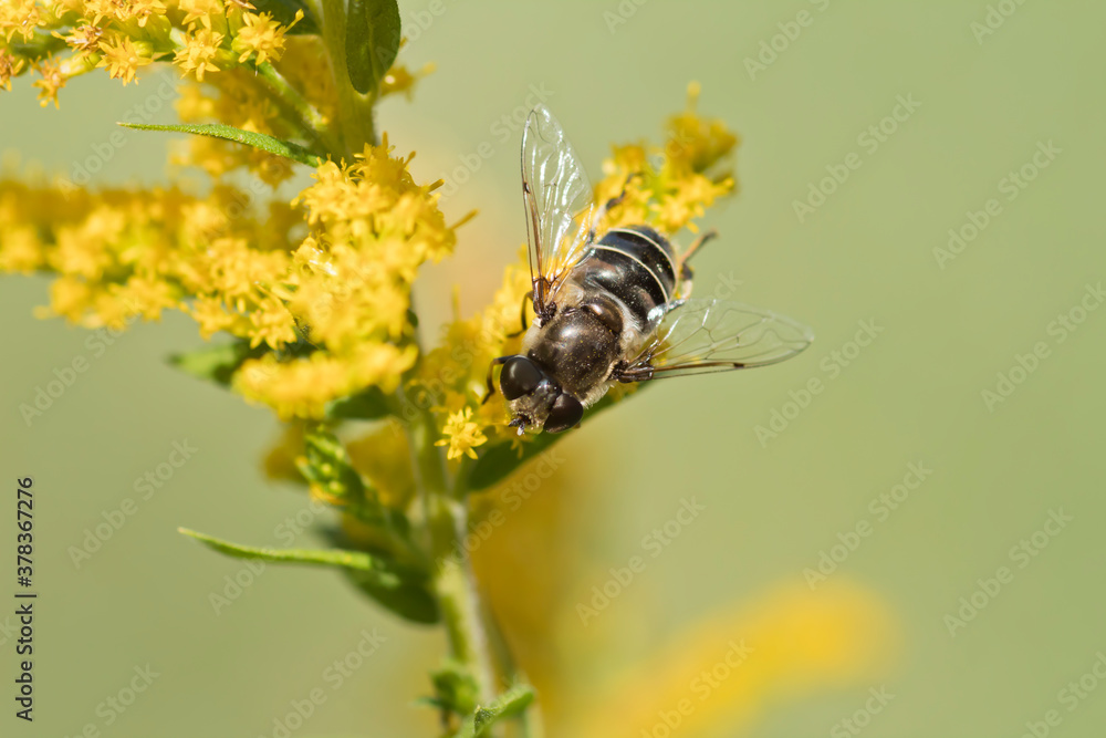 Bee on goldenrod flower closeup Bee on goldenrod flower closeup