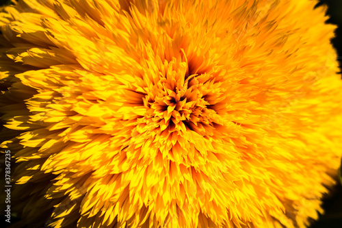 closeup decorative yellow sunflower on a sunny day