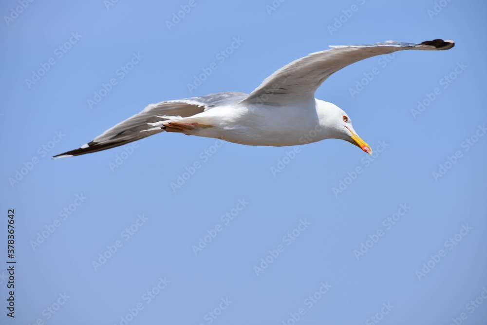Closeup of a seagull flying Closeup of a seagull flying