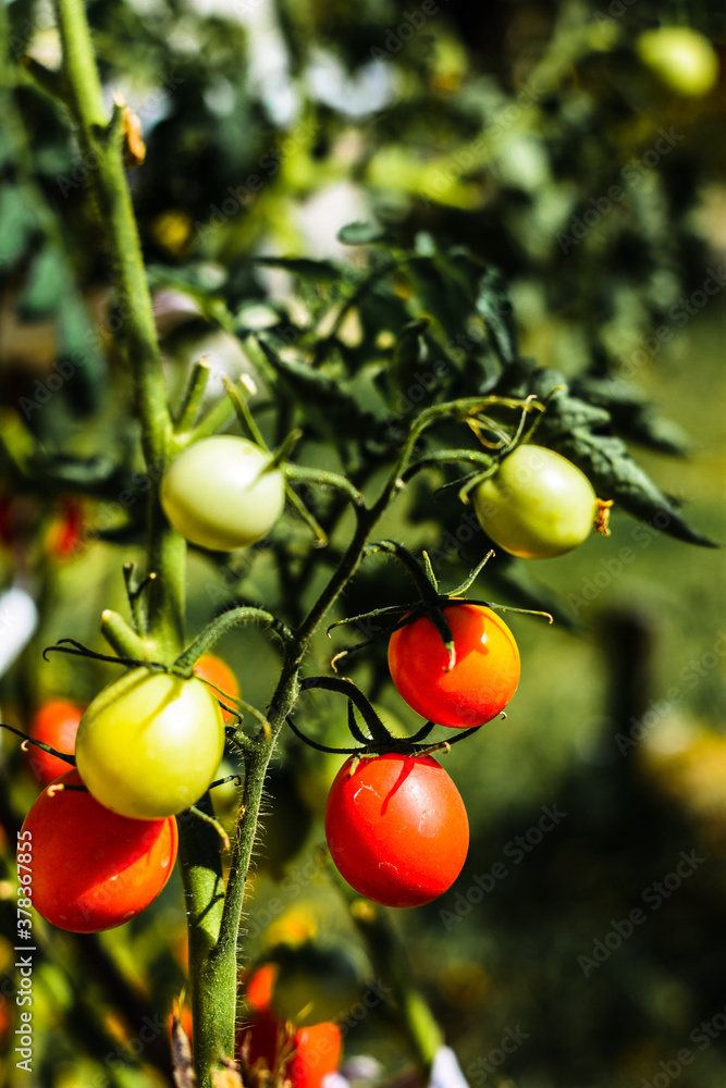 red and green tomatoes on a branch