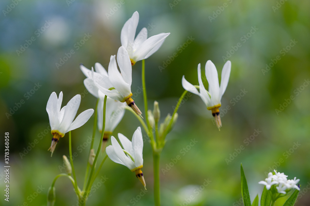 Flowers in garden
