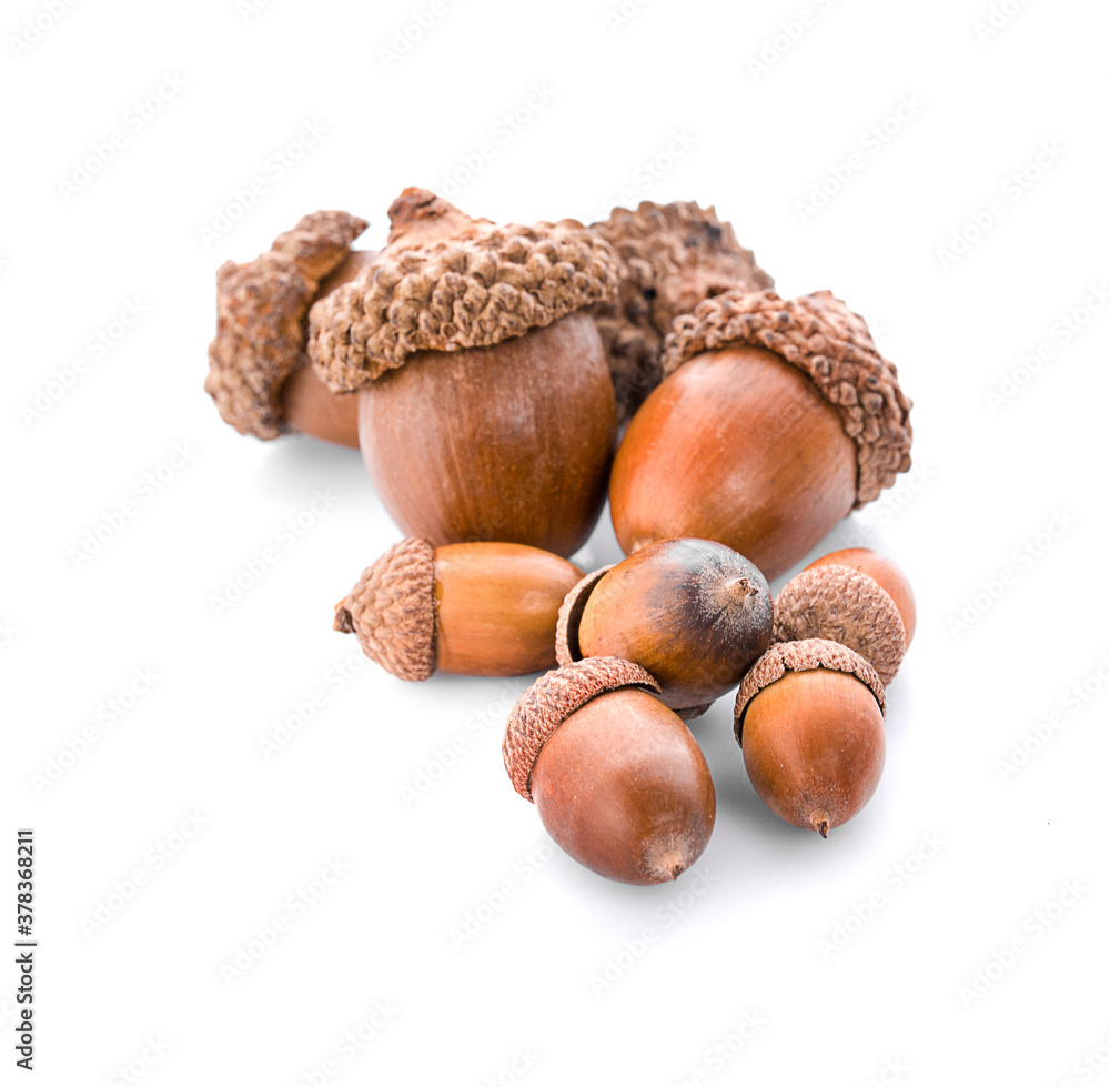 Dried acorn on a white background Dried acorn on a white background