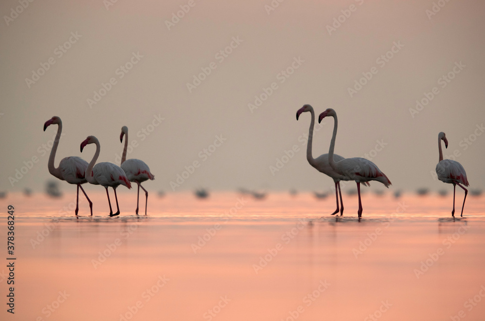 Naklejka premium Greater Flamingos in the morning hours, Asker coast, Bahrain